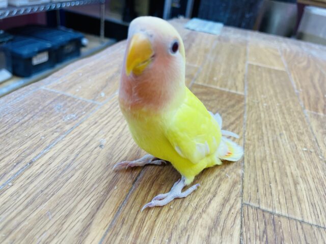 コザクラインコ（小桜インコ）