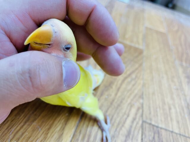 コザクラインコ（小桜インコ）