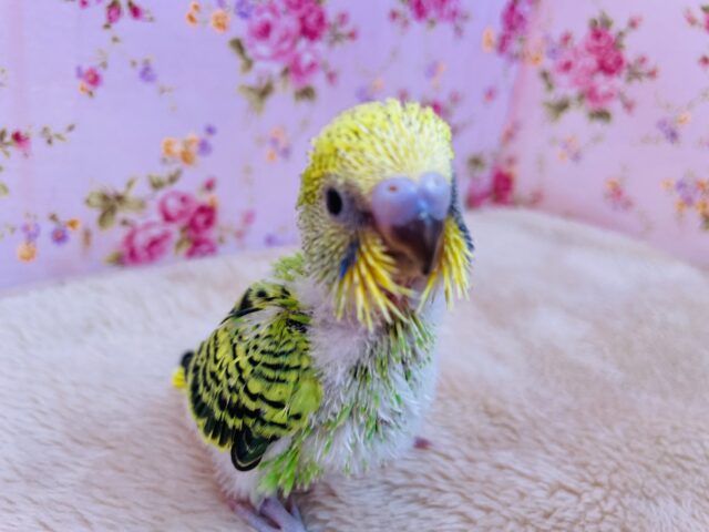 セキセイインコ