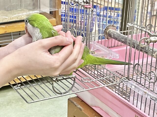 最新画像あり!オキナインコ グリーン💚カキカキ大好き!甘えんぼ〜❤️ オキナインコ