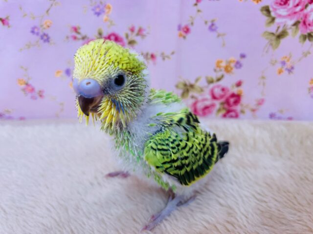 セキセイインコ