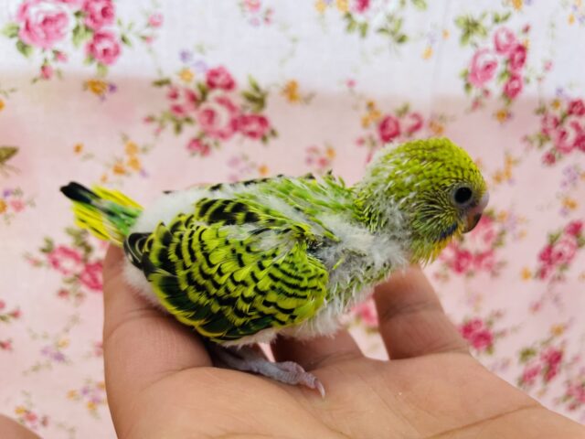 セキセイインコ