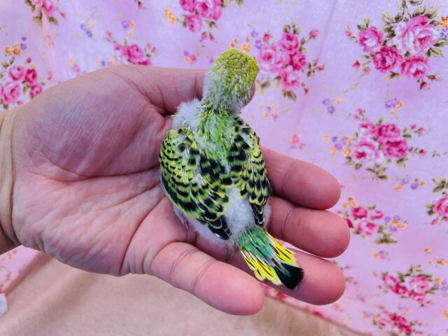 セキセイインコ