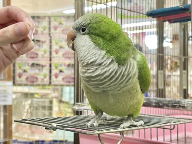 オキナインコ