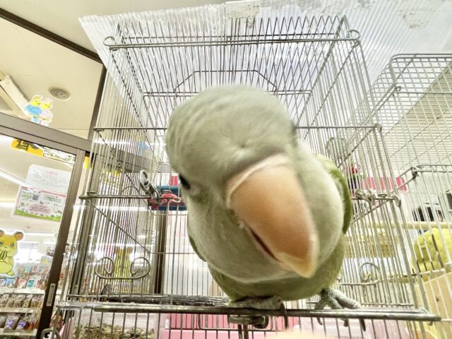 最新画像あり!オキナインコ グリーン💚カキカキ大好き!甘えんぼ〜❤️ オキナインコ