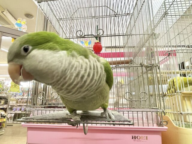 オキナインコ