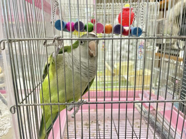 オキナインコ