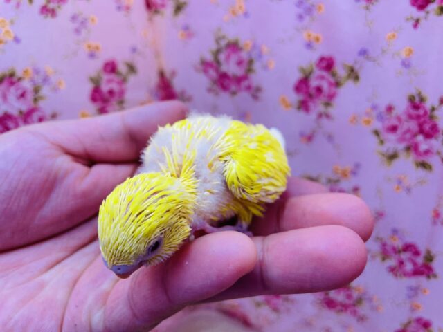 セキセイインコ