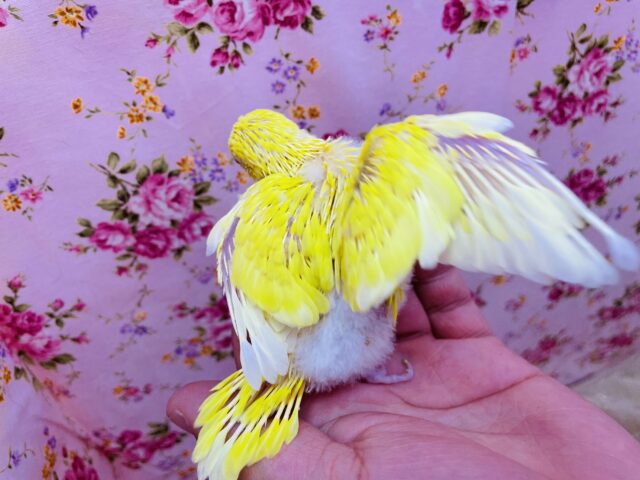セキセイインコ