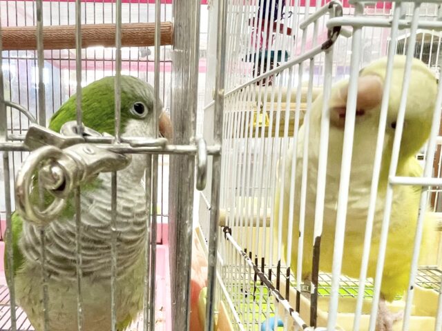 オキナインコ