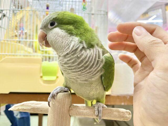オキナインコ