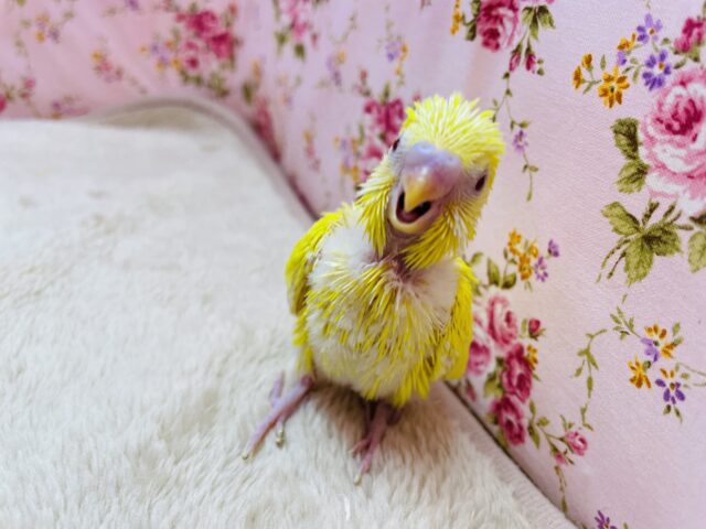 セキセイインコ