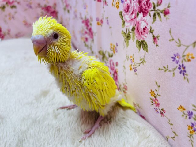 セキセイインコ