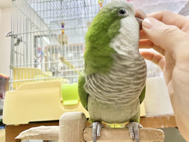 オキナインコ