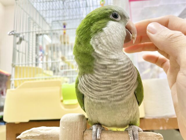 オキナインコ
