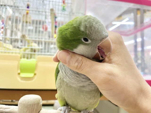 オキナインコ