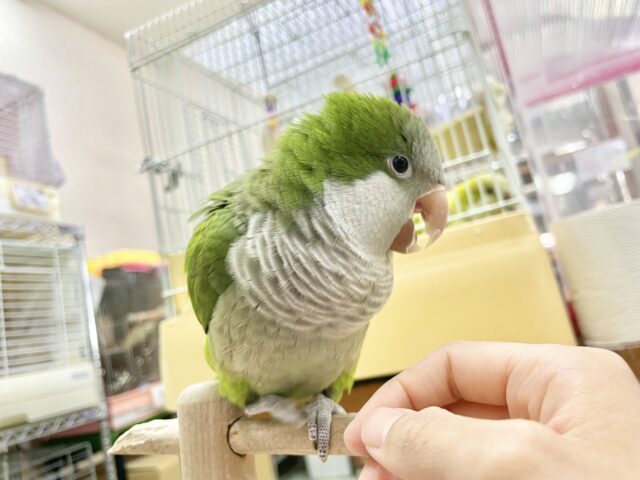 最新画像あり!オキナインコ グリーン💚カキカキ大好き!甘えんぼ〜❤️ オキナインコ