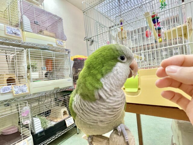 オキナインコ