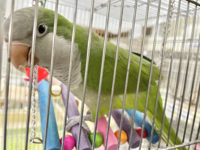 オキナインコ