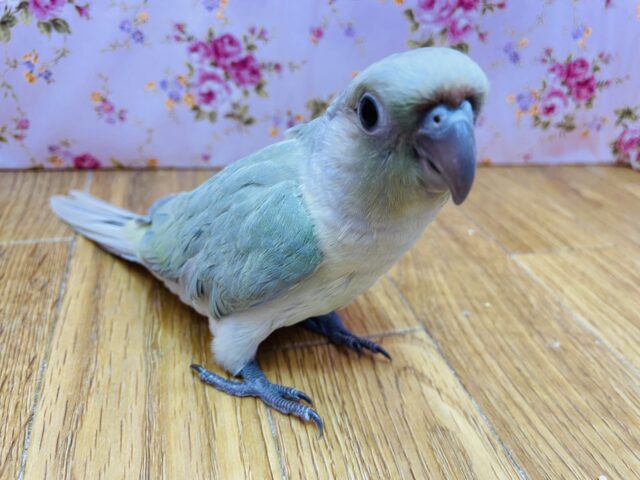 ホオミドリウロコインコ
