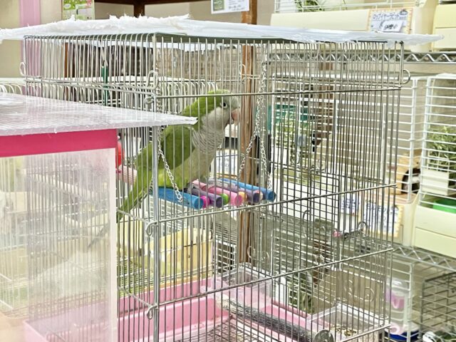 最新画像あり!オキナインコ グリーン💚カキカキ大好き!甘えんぼ〜❤️ オキナインコ