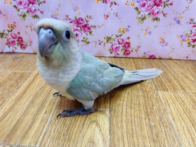 ホオミドリウロコインコ
