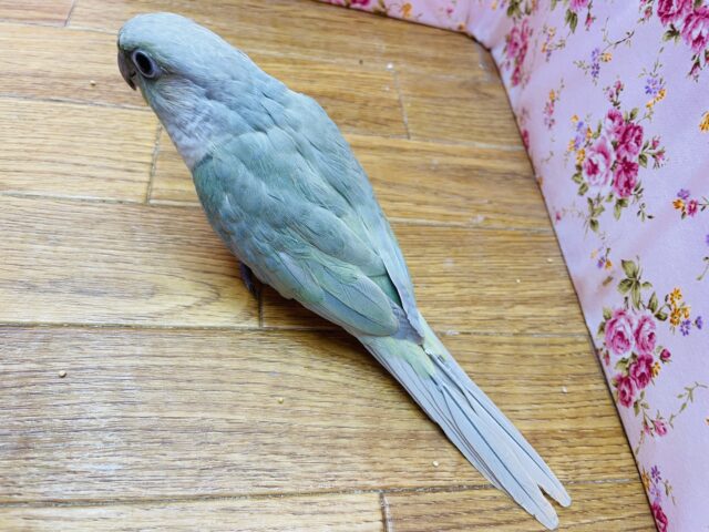 ホオミドリウロコインコ