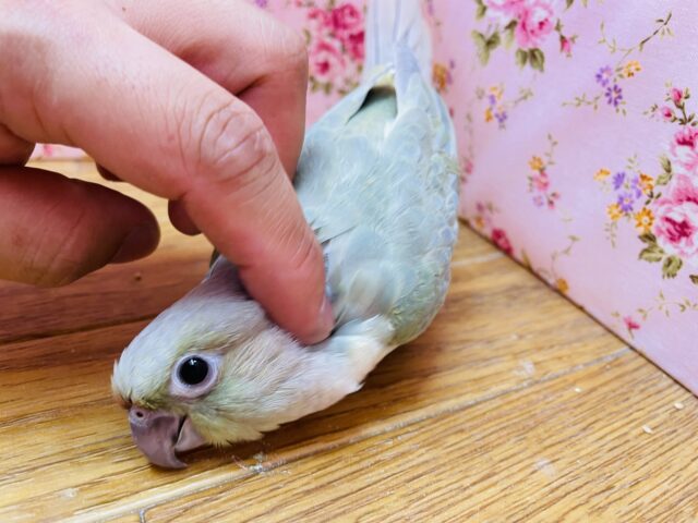 ホオミドリウロコインコ