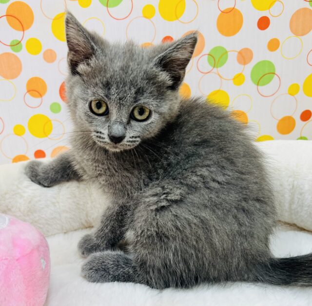 シャルトリュー