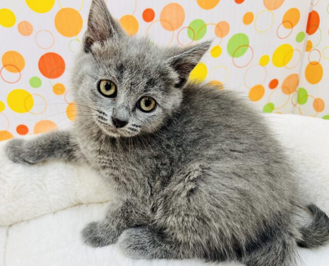 シャルトリュー