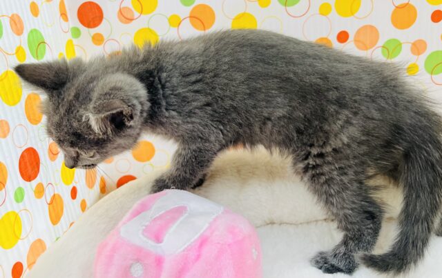 シャルトリュー