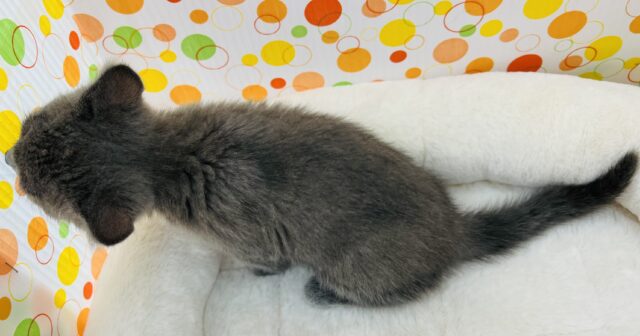 シャルトリュー