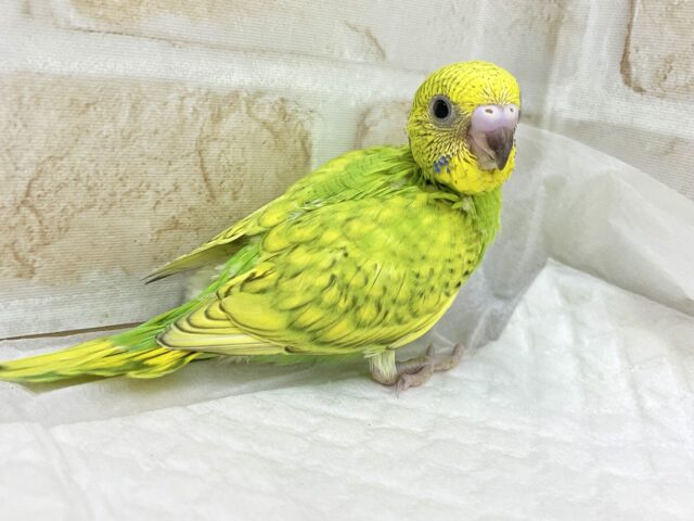 セキセイインコ