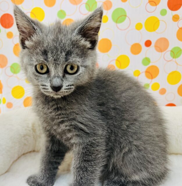 シャルトリュー