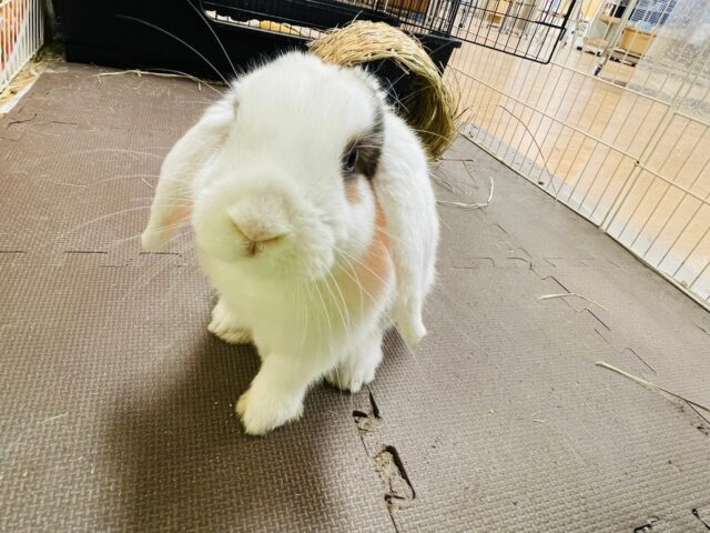 ホーランドロップ