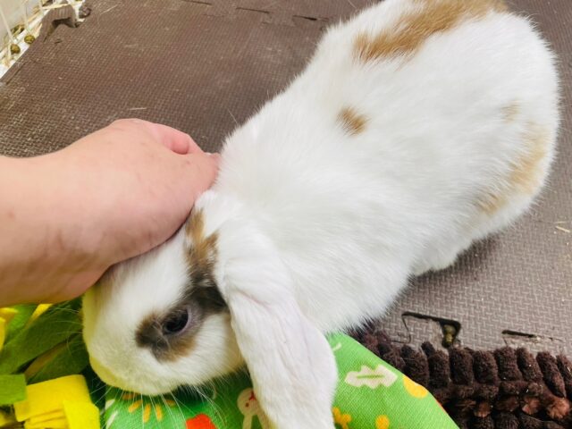 ホーランドロップ