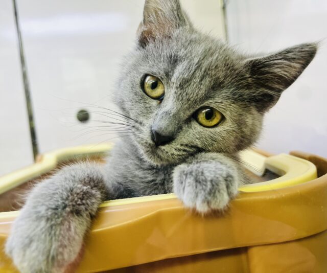 シャルトリュー