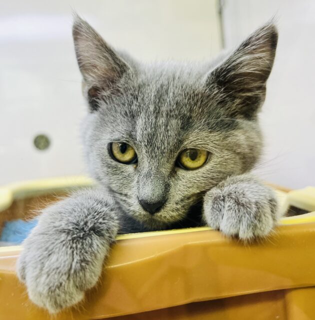 シャルトリュー