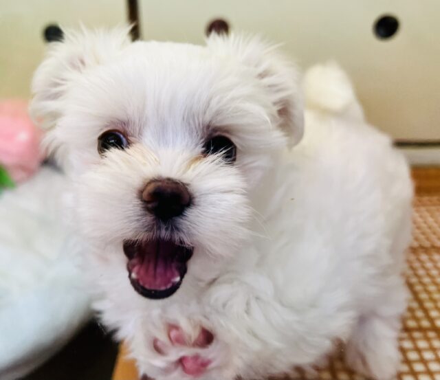 チワマル（マルチワ）