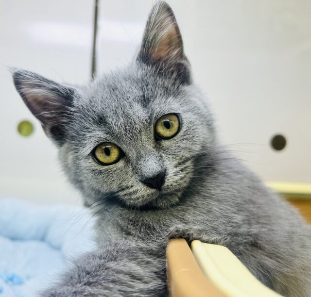 シャルトリュー