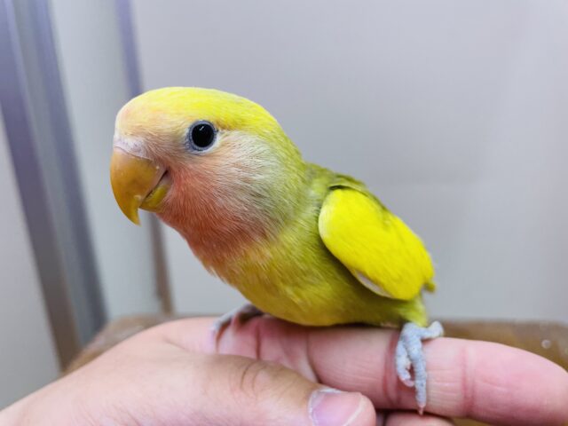 コザクラインコ（小桜インコ）
