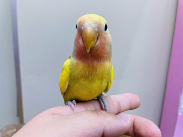 コザクラインコ（小桜インコ）