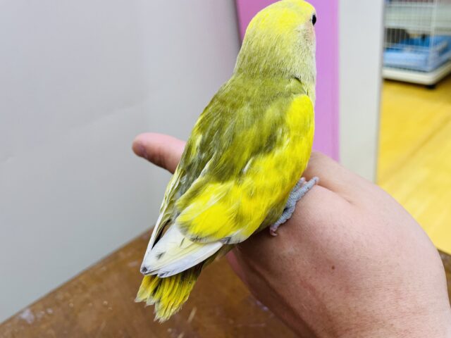 コザクラインコ（小桜インコ）