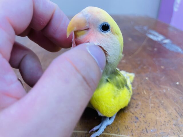 コザクラインコ（小桜インコ）