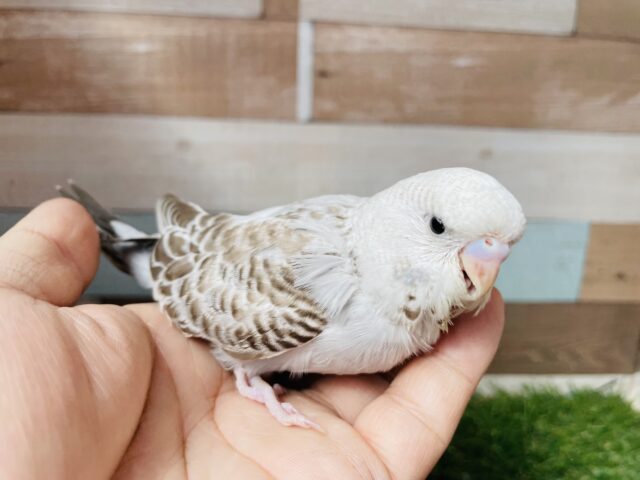 ジャンボセキセイインコ