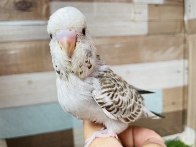 ジャンボセキセイインコ