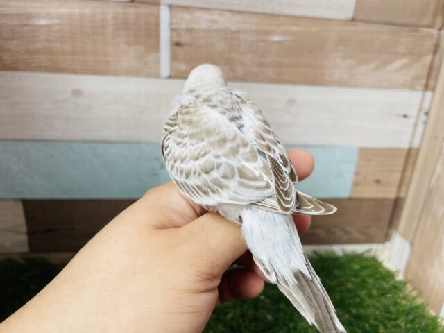 最新画像あります☆ステキなシナモンカラー🤎大きな頭が可愛い!ジャンボセキセイインコ(シナモンオパーリン)✨ ジャンボセキセイインコ