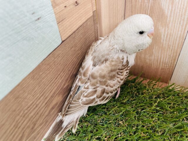 最新画像あります☆ステキなシナモンカラー🤎大きな頭が可愛い!ジャンボセキセイインコ(シナモンオパーリン)✨ ジャンボセキセイインコ