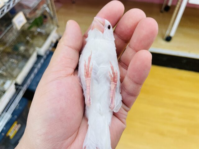 白文鳥