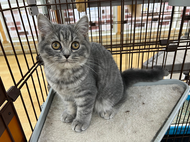 フォールデックス